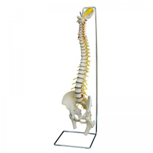 Rudiger Extra-Flexible Life Size Anatomical Spine Model with Herniated Disc